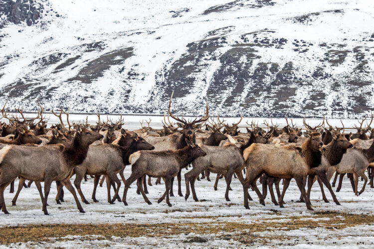 CWD problem with Elk Refuge trouble for Wyoming
